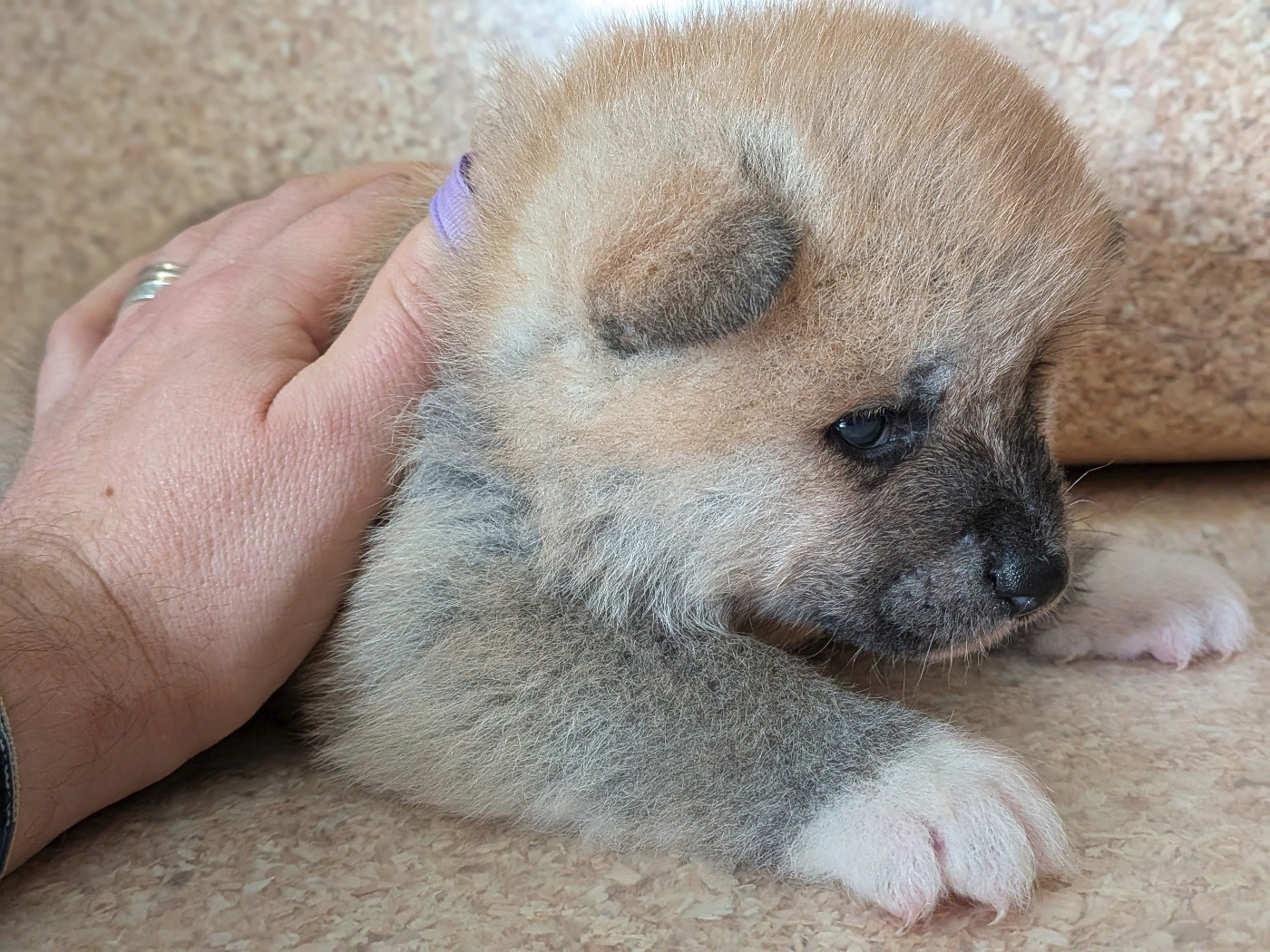 Chiot Akita Akai Raiko